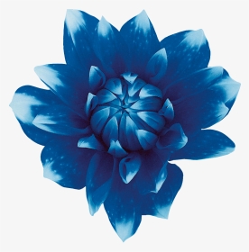 Sweet Blue Flowers Sweet Blue Flowers Red - Blue Flower No Background, HD Png Download, Transparent PNG
