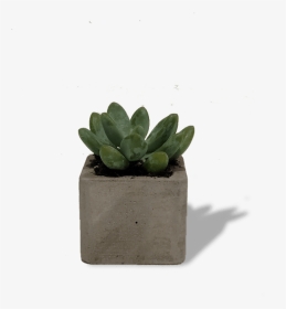 Flowerpot, HD Png Download, Transparent PNG