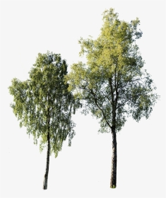 Cut Out Birch Tree, HD Png Download, Transparent PNG