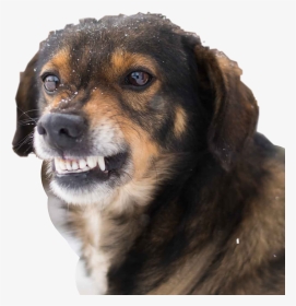 #dog #smile #funny #hahahaha #interesting #angry #love - Angry Dog Show Teeth, HD Png Download, Transparent PNG