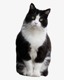 #cat #sitting #tuxedo #blackandwhite #cutout  photo - Gato Frajola, HD Png Download, Transparent PNG
