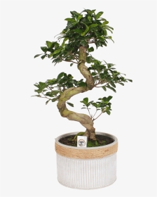 Bonsai Ficus Ginseng S Shape - Sageretia Theezans, HD Png Download, Transparent PNG
