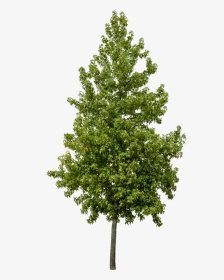 Liquidambar Styraciflua Png, Transparent Png, Transparent PNG