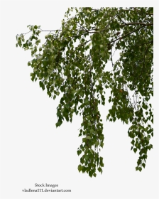 Birch Branches Png, Transparent Png, Transparent PNG