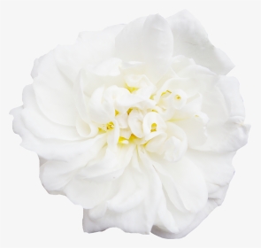 White Flower Peony - Japanese Camellia, HD Png Download, Transparent PNG
