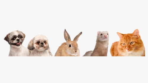 Dogs Cats Bunnies And Ferrets, HD Png Download, Transparent PNG