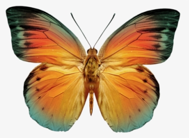 Monarch Butterflies Png, Transparent Png, Transparent PNG