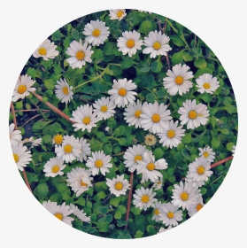 🍀  #flowers #white #green #nature #circle #background - Oxeye Daisy, HD Png Download, Transparent PNG