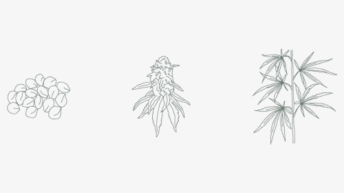 Hemp Seed, Female Hemp Plant, And Hemp Stalk Illustration - Sketch, HD Png Download, Transparent PNG