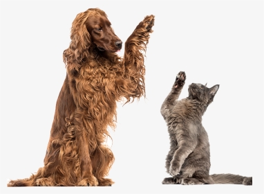 Dog And Cat - Dog Cat High Five, HD Png Download, Transparent PNG