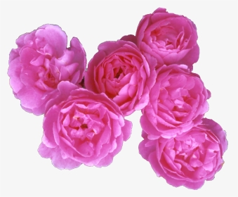 Rose Petals Png, Transparent Png, Transparent PNG