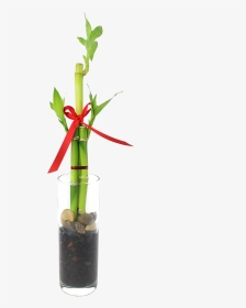 Feng Shui Bamboo Indoor Plant      Data Rimg Lazy   - Rose, HD Png Download, Transparent PNG