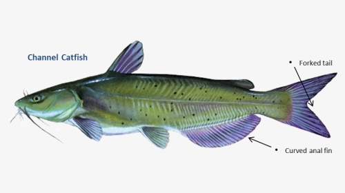 Channel Catfish, HD Png Download, Transparent PNG