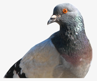 Pigeon Face Transparent Background, HD Png Download, Transparent PNG