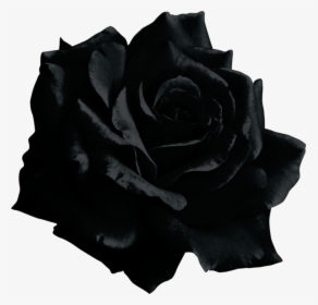 #mq #black #rose #flower - Transparent Black Rose Png, Png Download, Transparent PNG