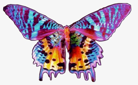 Sunset Moth Butterfly, HD Png Download, Transparent PNG