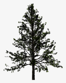 Portable Network Graphics Pine Transparency Tree Fir - Pine Tree With Transparent Background, HD Png Download, Transparent PNG