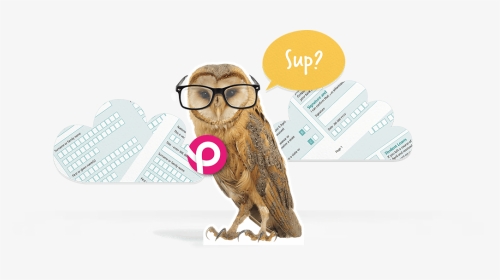 Support - Bird Of Prey, HD Png Download, Transparent PNG