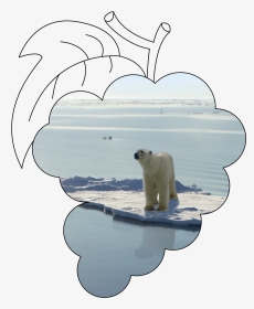Stop Climate Change Polar Bear, HD Png Download, Transparent PNG