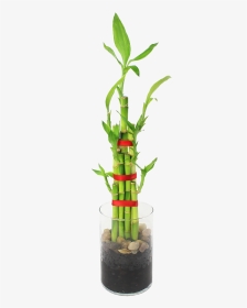 Feng Shui Bamboo Indoor Plant      Data Rimg Lazy   - Houseplant, HD Png Download, Transparent PNG