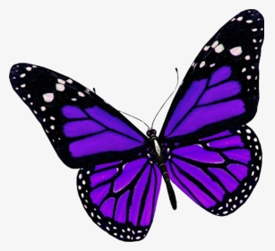 #beauty #butterfly #nature #purple #insect #creative - Purple Butterfly Png, Transparent Png, Transparent PNG