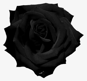 Black Rose Png , Png Download - Black Rose Png Transparent, Png Download, Transparent PNG