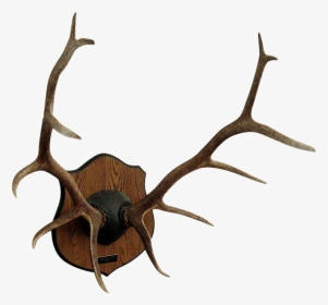 Red Deer Antler Elk Moose - Mount Elk Antlers On A Plaque, HD Png Download, Transparent PNG