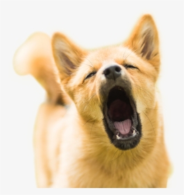 #dog #doggie #barking #cute #funny #meme - Dog Barking, HD Png Download, Transparent PNG