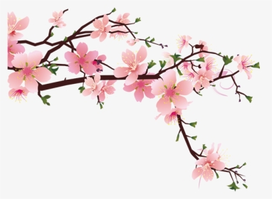 Branch Drawing Peach - Cherry Bloom Draw, HD Png Download, Transparent PNG