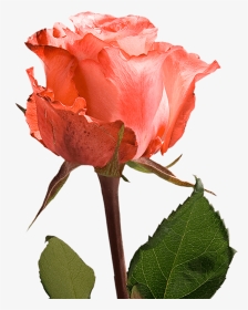 Assorted Color Single Roses For Valentine S Day Fundraiser - Floribunda, HD Png Download, Transparent PNG