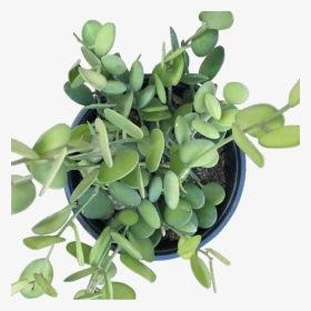 Houseplant, HD Png Download, Transparent PNG