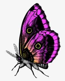 Butterfly In Purple Colors - You Give Me Butterflies, HD Png Download, Transparent PNG