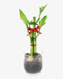 Feng Shui Bamboo Indoor Plant      Data Rimg Lazy   - Centrepiece, HD Png Download, Transparent PNG