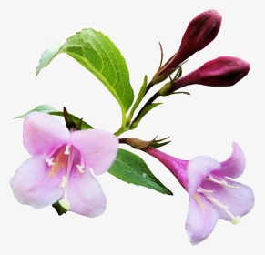 Shradhanjali Flowers Png, Transparent Png, Transparent PNG