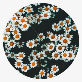 #flowers #daisy #circle #white #green #orange - Floral Design, HD Png Download, Transparent PNG
