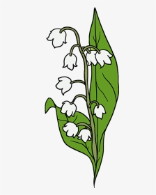 How To Draw Lily Of The Valley - Lilies Of The Valley Drawing, HD Png Download, Transparent PNG
