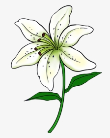 Collection Of Free Tulip Drawing Lily Download On Ui - Lily Drawing Easy, HD Png Download, Transparent PNG