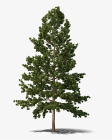 Evergreen Tree Png Free Download - Douglas Fir Tree Png, Transparent Png, Transparent PNG