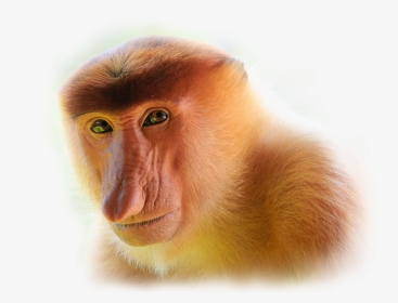 Proboscis Monkey Transparent Background, HD Png Download, Transparent PNG