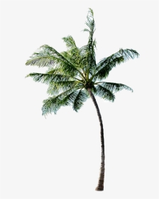 Long Coconut Tree Png Free Image - Coconut Tree Image Png, Transparent Png, Transparent PNG
