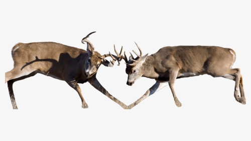 Whitetail Deer Buck Fighting, HD Png Download, Transparent PNG