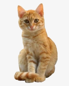 #cat #cutout #ginger #orange #sitting #freetoeditnot - Gatti Arancioni E Bianchi, HD Png Download, Transparent PNG