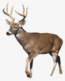 White Tailed Deer White Background, HD Png Download, Transparent PNG