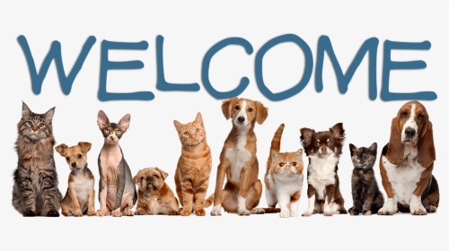Welcome - Creative Pet Shop Logo, HD Png Download, Transparent PNG
