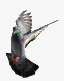 Pigeon 16 - Rock Dove, HD Png Download, Transparent PNG