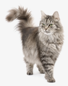 Persian Siberian Cat, HD Png Download, Transparent PNG