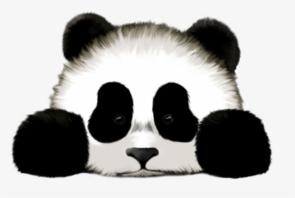 Download Panda Png Transparent Images Transparent Backgrounds - Fake Pictures Of Pandas, Png Download, Transparent PNG