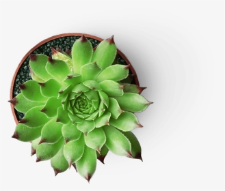 Succulent With Transparent Background, HD Png Download, Transparent PNG