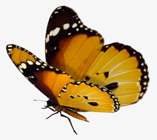 Monarch Butterflies Png, Transparent Png, Transparent PNG
