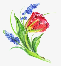 Hand Drawing Of Colored Bunches Of Flowers - Illustration, HD Png Download, Transparent PNG